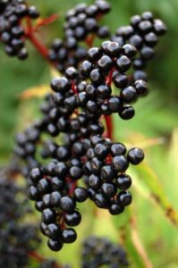 Black Elderberry