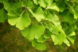 Ginkgo Leaf