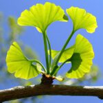 Ginkgo Leaf1