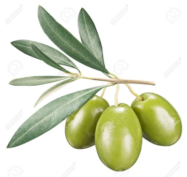 Olive Leafs