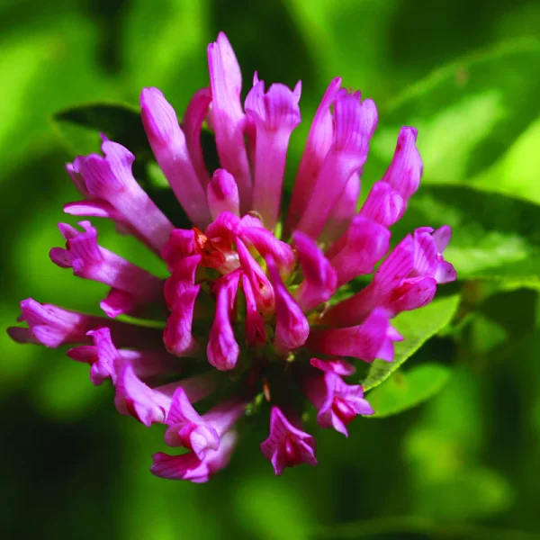 Red Clover1