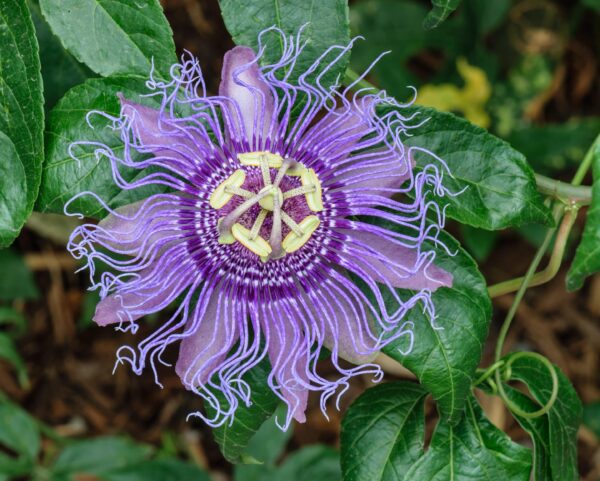 Passionflower1