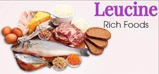 Leucine rich foods